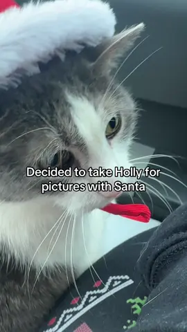 Sorry she hissed at the @PetSmart Santa. #petsmart #santa #pictureswithsanta #cat #catsoftiktok #cattok #pet #PetsOfTikTok #pettok #christmas #christmastiktok 