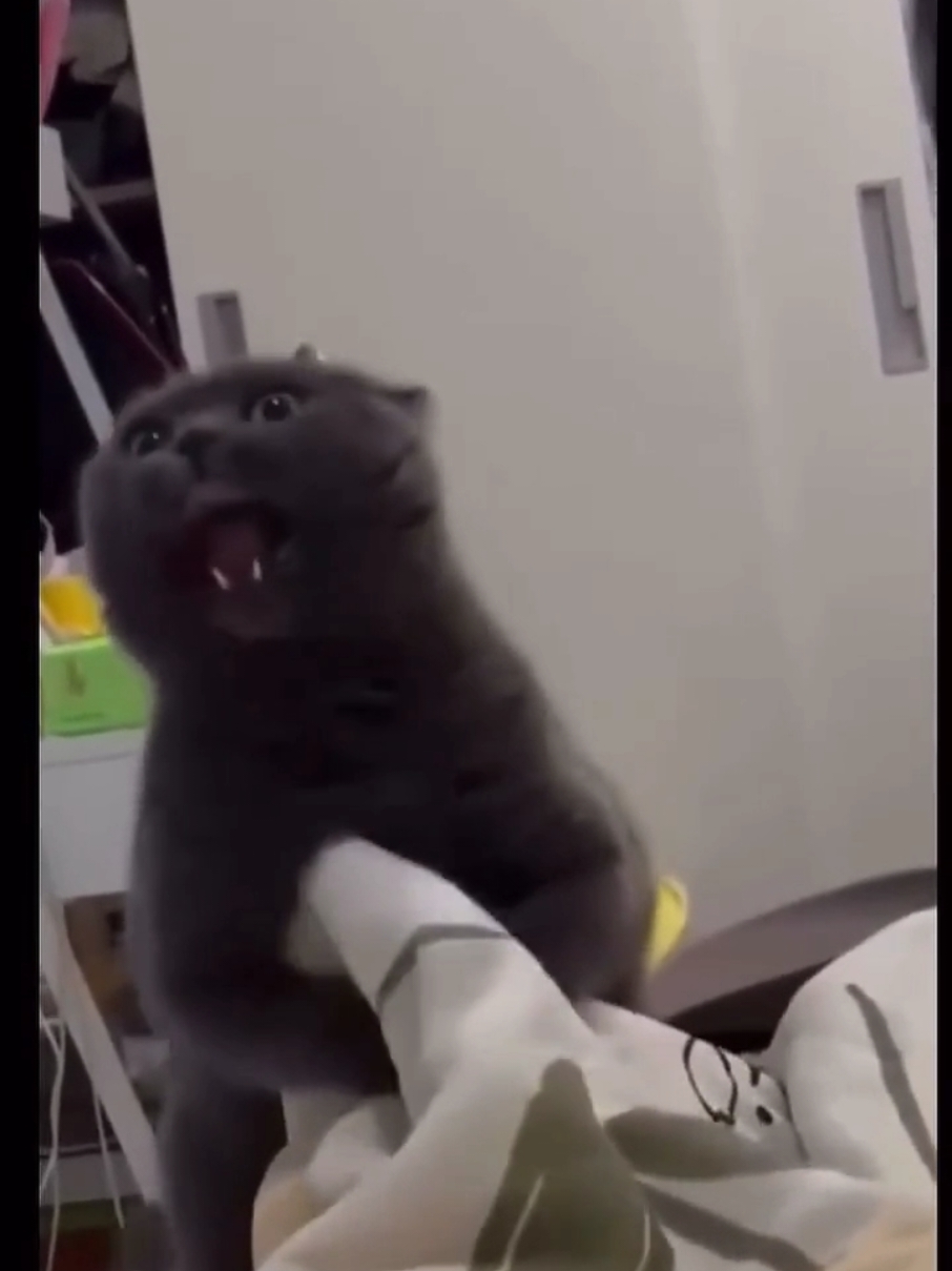 cat batman 😂  #cat #catlover #miaumiau🐈 #funny #gato #jefersonlemes1 #humor 