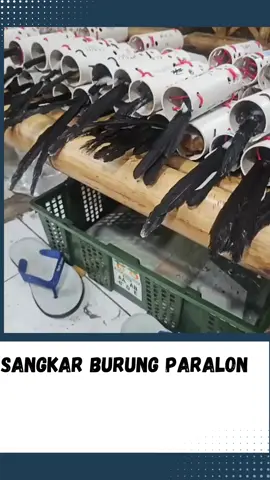 Sangkar Burung Paralon #wongnganggur #news #fyp #beritaterkini #beritaterbaru #newsupdate #gosipartis #fypシ #fypシ゚viral #beritaviral #hotnews #breakingnews #beritaunik