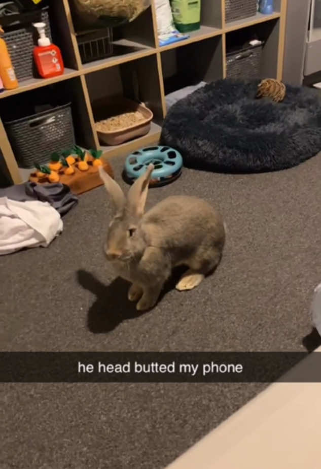Bigwig is a baby continental giant and hes such a funny boy 🤣#funny #fyp #rabbit #bunny #bunnytok #rabbitsoftiktok #continentalgiant #continentalrabbit #rabbits 