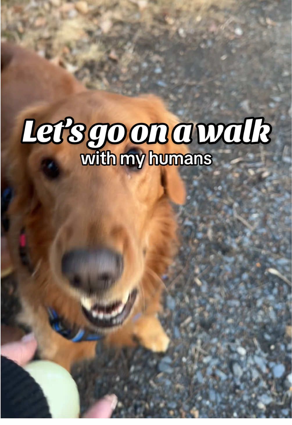 Bundle up and lets go for a walk humans!🤪 #dogsoftiktok #goldenretriever #dogs #dogtok #cutedog #goldenretrieverlife 