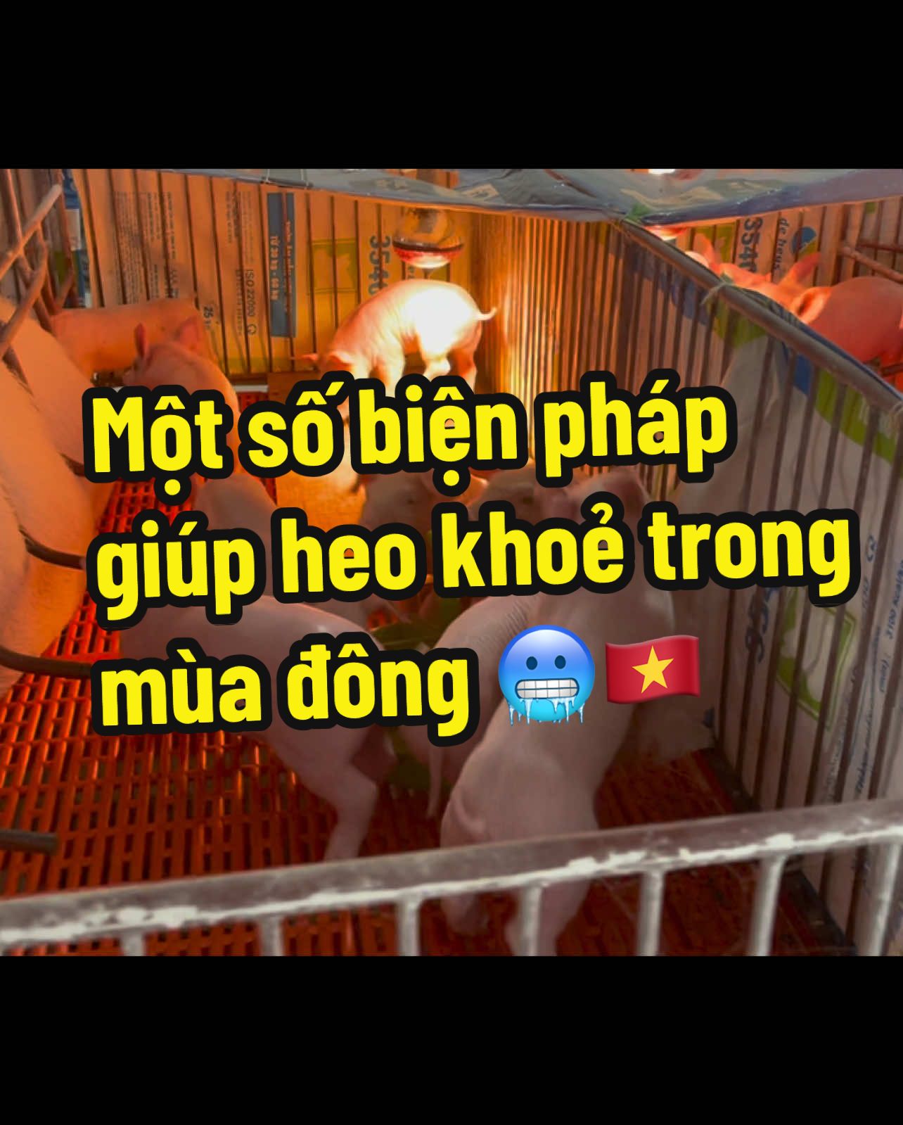 Các bác còn những cách nào mách em với 🥶🥰#deheusvietnam #chănnuôilợn #xuhuongtiktok #pigfarm #chănnuôicùngdeheus #bsty 🇻🇳🇻🇳🇻🇳