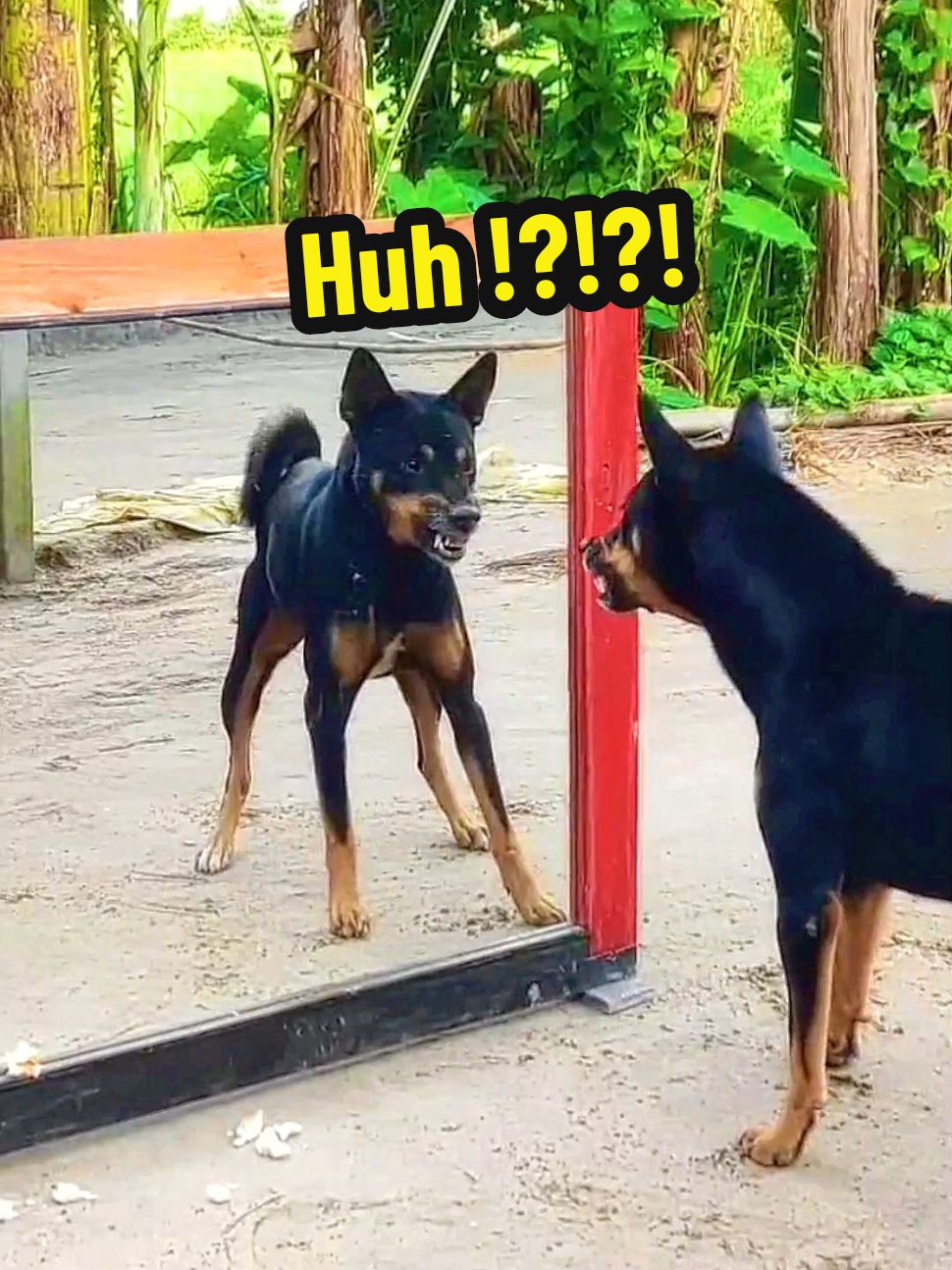Funny prank dog mirror 😂 #funny #dog #funnydog #dogsoftiktok #fyp #viral #foryou #foryoupage #creatorsearchinsights 