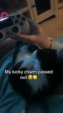 Sweet sleeping kitten #minicat #fyp #catsoftiktok #tiktokcats #cutecat #kitty #adorable 