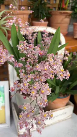 Loài hoa này nghe tên rất kiêu ,mỗi lần nở hơn trăm bông, trồng một chậu thơm khắp nhà ạ . Hương thơm ngọt ngào , toả mùi mạnh , rất xứng đánh đồng tiền ạ . Ghé giỏ hàng e tham khảo nhé mn ơi 🥰#yeuhoa #hoaly #flowers #xuhuong #xuhuongtiktok #foryoupage #foryou #hoatết #hoatết #hoa #fyp #fypage #tronghoa #hoalan #lanvunu #hồnglâumộng 