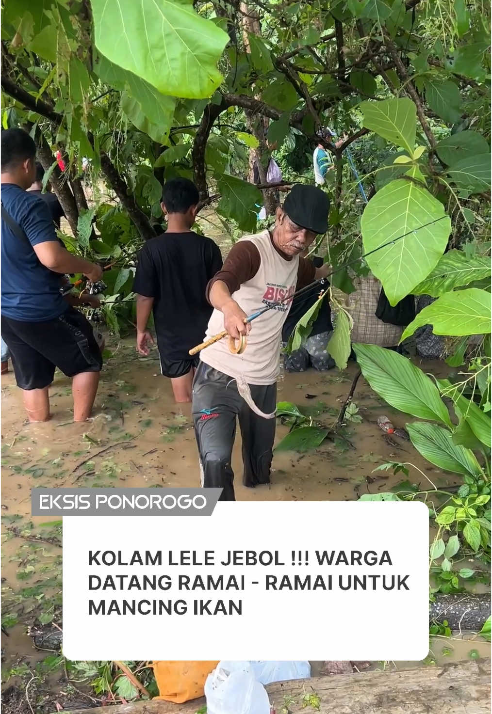 Menjadi kolam pemancingan dadakan dikarenakan kolam ikan lele warga di sekitar tempat tersebut jebol. Terdapat puluhan kolam ikan lele siap pasar jebol di Desa Kutu Kulon, Jetis, Ponorogo, warga ramai-ramai datang untuk memancing ikan. #eksisponorogo #ponorogobanjir #banjirponorogo 