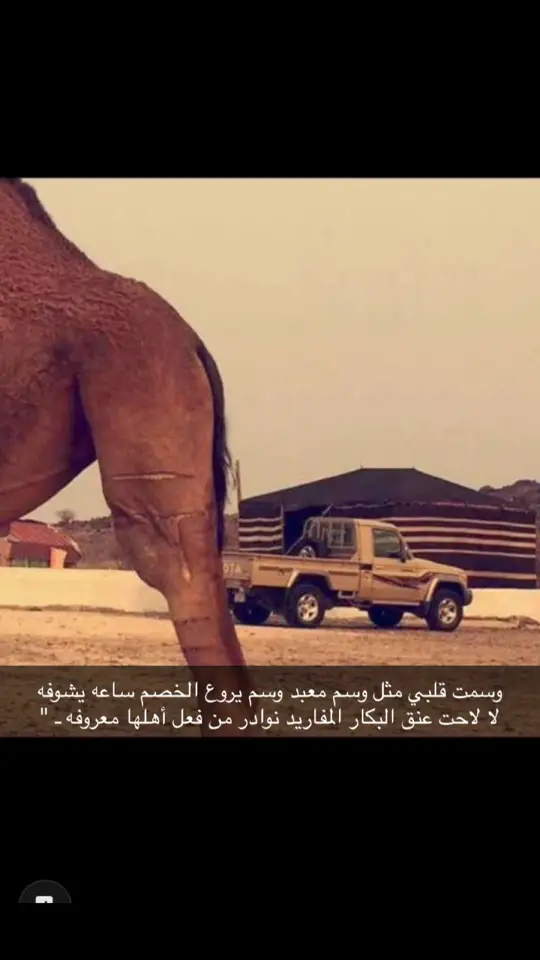 ❤️❤️👍🏼 . #دهامات🔥 #عطايا_الله #حمر_النعم #حرش_العراقيب #افلح_من_ذكر_الله #ماشاءلله 