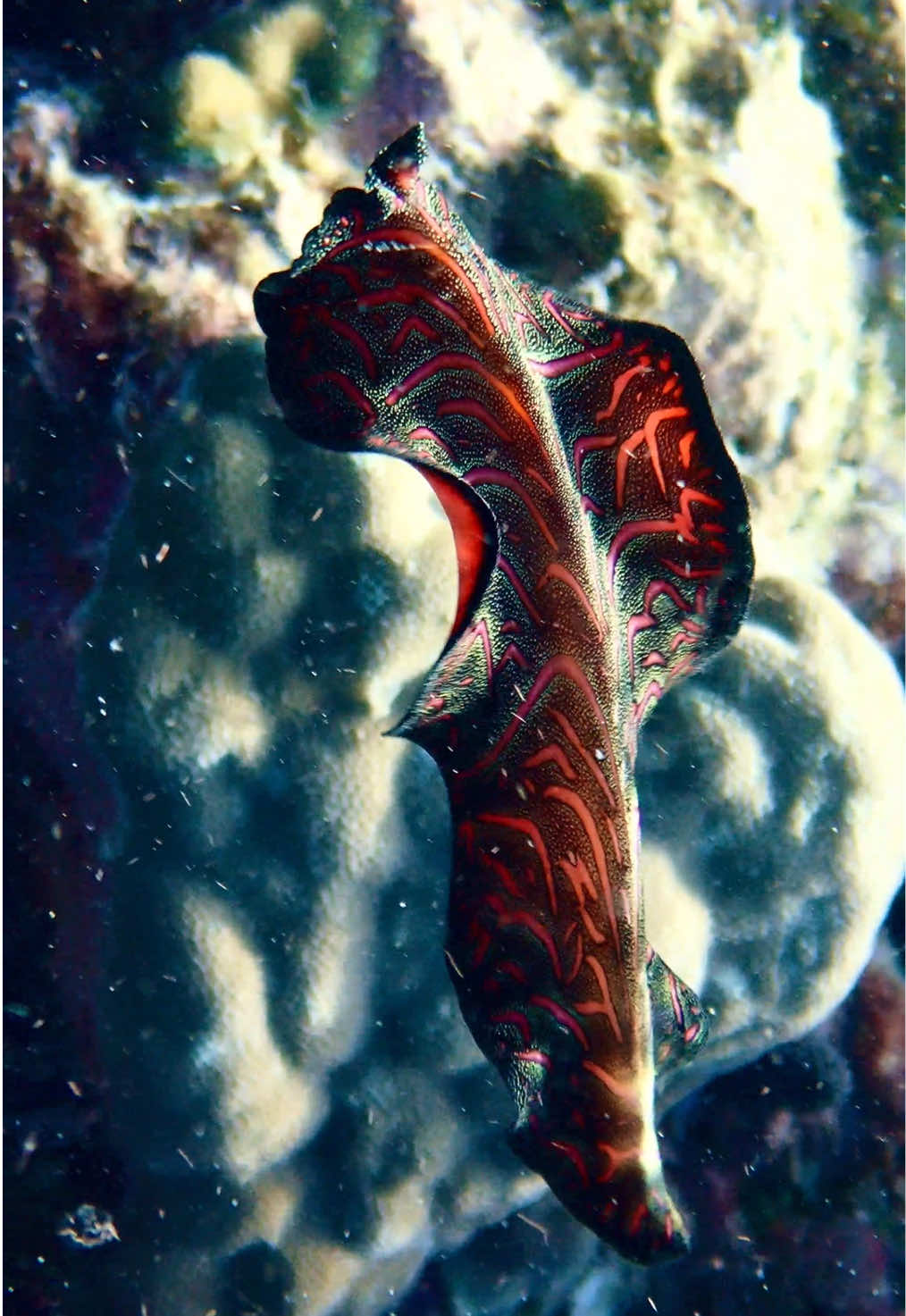 Persain carpet flatworm 📹@Erin 