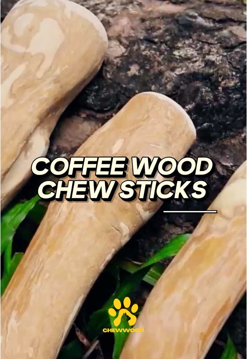 Coffee wood chew sticks from Vietnam - A safe choice for your Pets #chewwood #foryou #viral #pets #dog #dogtoy #coffeechew #woodenstick 