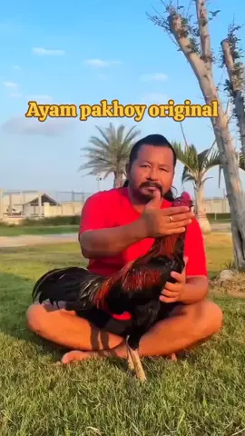 ayam pakhoy original #gabasroosterfarmsubang #grfsubng