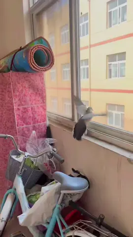 Poor birds 🐦🤣#cat #catsoftiktok #cats #funny #for #foryou #fyp #foryoupage #funnyvideo #cute #pet #cutecat #animal #animalsoftiktok #usa🇺🇸 #catlover #tiktokcats #pets #kitten #funnyanimals #bird #parrot 