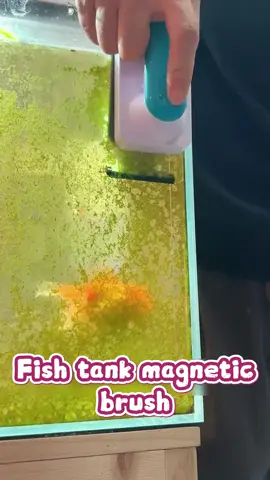 Best magnet cleaner for acrylic or glass fish tanks #fishtank #cleaning #clear #aquarium #magneticbrush #aquariumcleaner #aquariumtools #cleanfishtank #fyp #foryou #foryoupage  