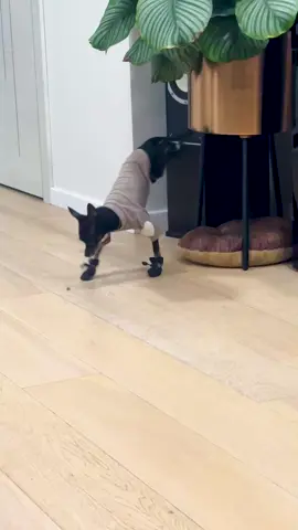 This tiny dog walked in shoes, but it wasn't easy! #dogs #dogvideos #dogswearingshoes