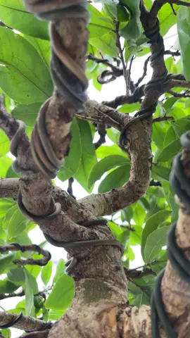 Bonsai 4 quí ghép #xuhuong #maivangmiennam #maivangmientay #haitimaivang #maivang #maivangcothu #bonsai #bonsaimini #maivangbonsai 