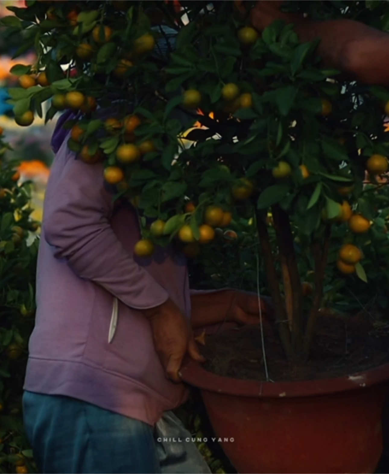 40 ngày nữa thôi, quay qua quay lại là về quê ăn Tết ❤️ #tet #chillcungyang 