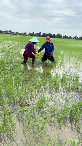 @mỹ lê @@ngoc may mỹ hiệp sơn #xuhuongtiktok 
