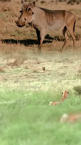 Javali confiante provoca leoa e sai ileso!  #NaturezaSelvagem #JavaliAstuto  #Savana