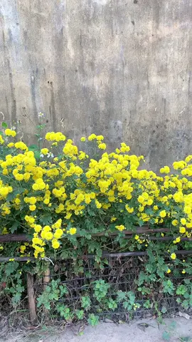 Túi xinh giá chưa đến 50k #tui #tuixach #tuideocheo #trending #viral #xh 