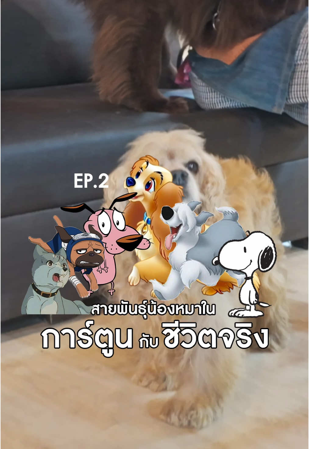 น้องหมาในการ์ตูนเหล่านี้ จะเป็นสายพันธุ์อะไรในชีวิตจริง Ep2 |  น้องหมาในร้านตัวไหนจะเป็นสายพันธุ์เดียวกับในการ์ตูนบ้างนะ?? #dog #dogs #dogcountrycafe #คาเฟ่หมา #พุทธมณฑลสาย2 #dogcafe #หมาน่ารัก  #shibainu #beagle #oldenglishsheepdog #jackrussellterrier #pug #snoopy #ladyandthetramp #courage 
