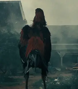 👀#bangkokboy #fypage #ayambangkokindinesia #ayambangkokindinesia #bangkoksuper 