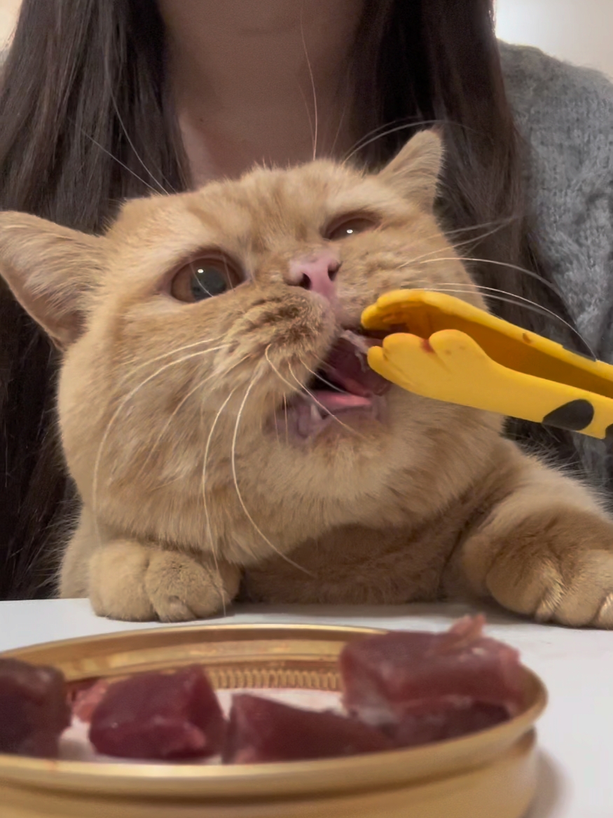 Happy meal, Cats muckbang  #PetsOfTikTok #CutePets #PetLovers #CatLovers #Hamster #AdorableAnimals #PetFeeding #PetVideos #muckbang #catsmuckbang #cateating #asmr #amsreating #catfeeding #satisfying #catsoftiktok #catvideo #catseating #cat #catfood #cutecat #diningkitty #cateatingasmr #kittyfood #ASMR #cateatingsound #cutekitten #mukbang #eatingshow #eating #petmukbang #catlover #eatingasmr #asmrsounds #kitty #paws #catpaws #petsypaws 