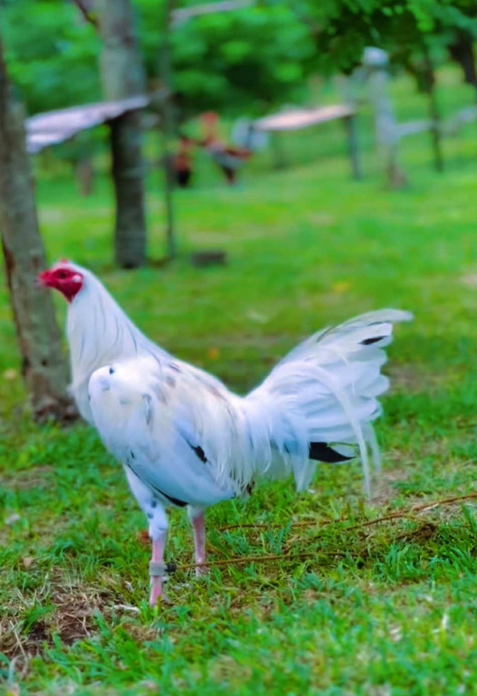 Nghe bảo gà bướm này chạy mỗi gà xanh chân đen thôi ah anh em ! 