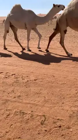 لايك#اكسبلور#البل #حرش العرقيب