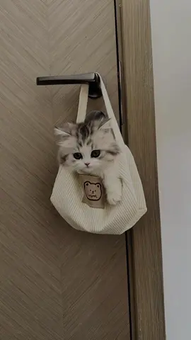 - cute kittens☺️☺️#pet #cat #catsoftiktok #cutecat #cutecatvideos #lovecat #kitten #kittensoftiktok #lovecatsoftiktok #fy 