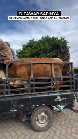 menyala 🔥🔥🔥 #peternakmuda #Bosmuda #seru #sapi #reels #story #storywa #feed #Bondowoso #fyppppppppppppppppppppppp #madurapride 