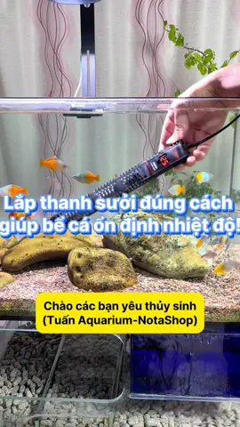 Thanh sưởi bể cá: Cách chọn và đặt đúng để không hao điện!  #notashopvn #tuanaquarium #aquarium #fish #fyp