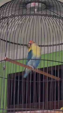 Jangan berambisi terlalu tinggi semua ada saat ny 🔰 ora kudu saiki 😇  #fyp #fypシ #fyplovebird #penikmatproses #jokigelisah #lovebirdschool #mekanikkonslet #lovebird #lovebirdkonslet #lovebirdmania #lovebirdmaniaindonesia #lovebirdlovers #lovebirdngekekpanjang #lovebirdjuara #lovebirdprestasi #lovebirdnusantara #lovebirddurasi #lovebirdyogyakarta #lovebirdjogja  #konslet  #konsletwarna #pecandulosspoin #pecanduaksibebas #bandarkonsletYK #simpleconcept #idegila #salamcendoldawet #salamminor #masukakal 