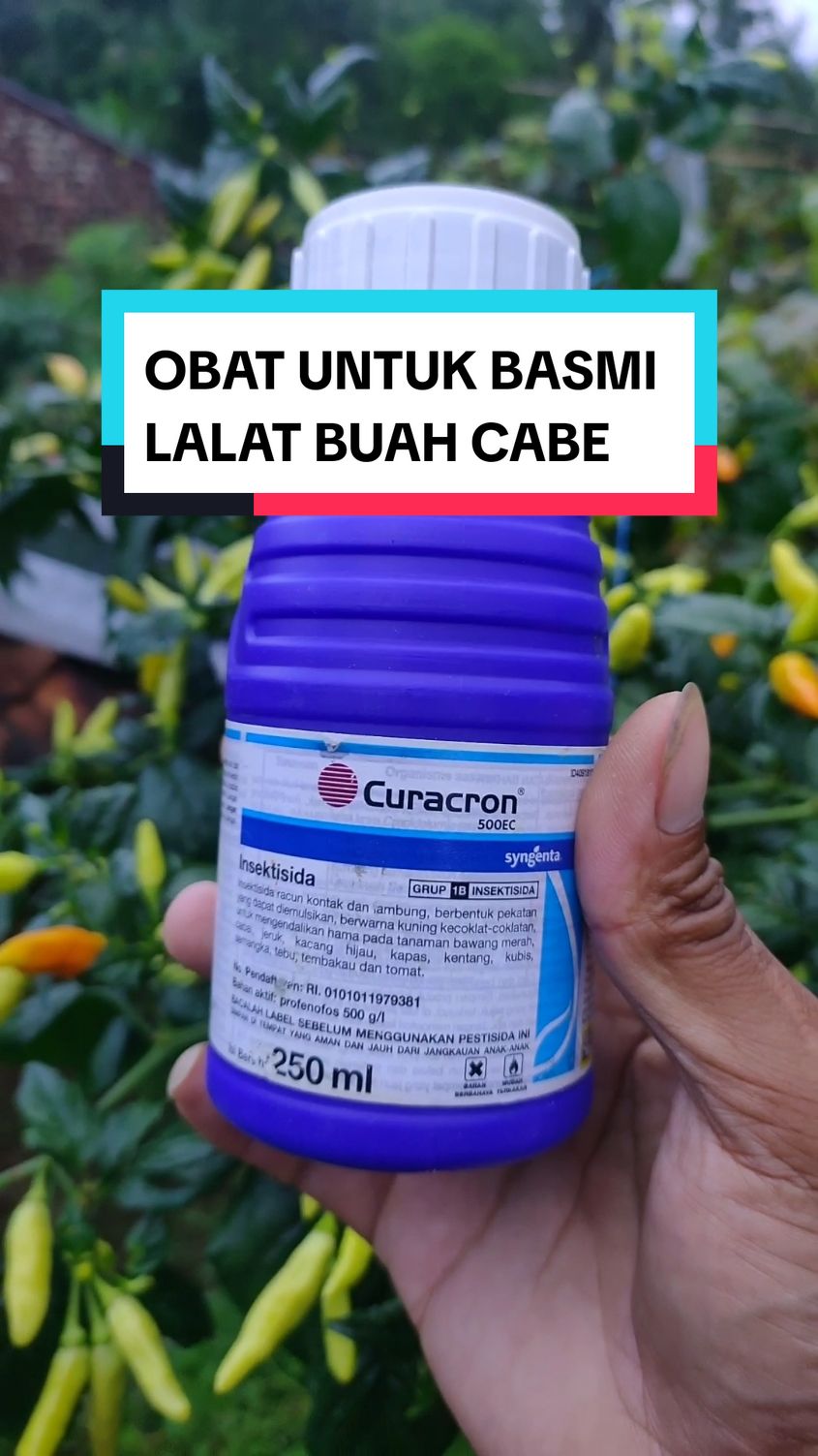 Untuk mengendalikan lalat buah pada cabe bisa menggunakan insektisida curacron, insektisida ini cukup ampuh mengatasi lalat buah karena memiliki aroma bau yang menyengat #pertanian #petani #petanimuda #petanimilenial #petaniindonesia🇮🇩🇮🇩🇮🇩🌿🌿 #farm #agriculture #insektisida #curacron 