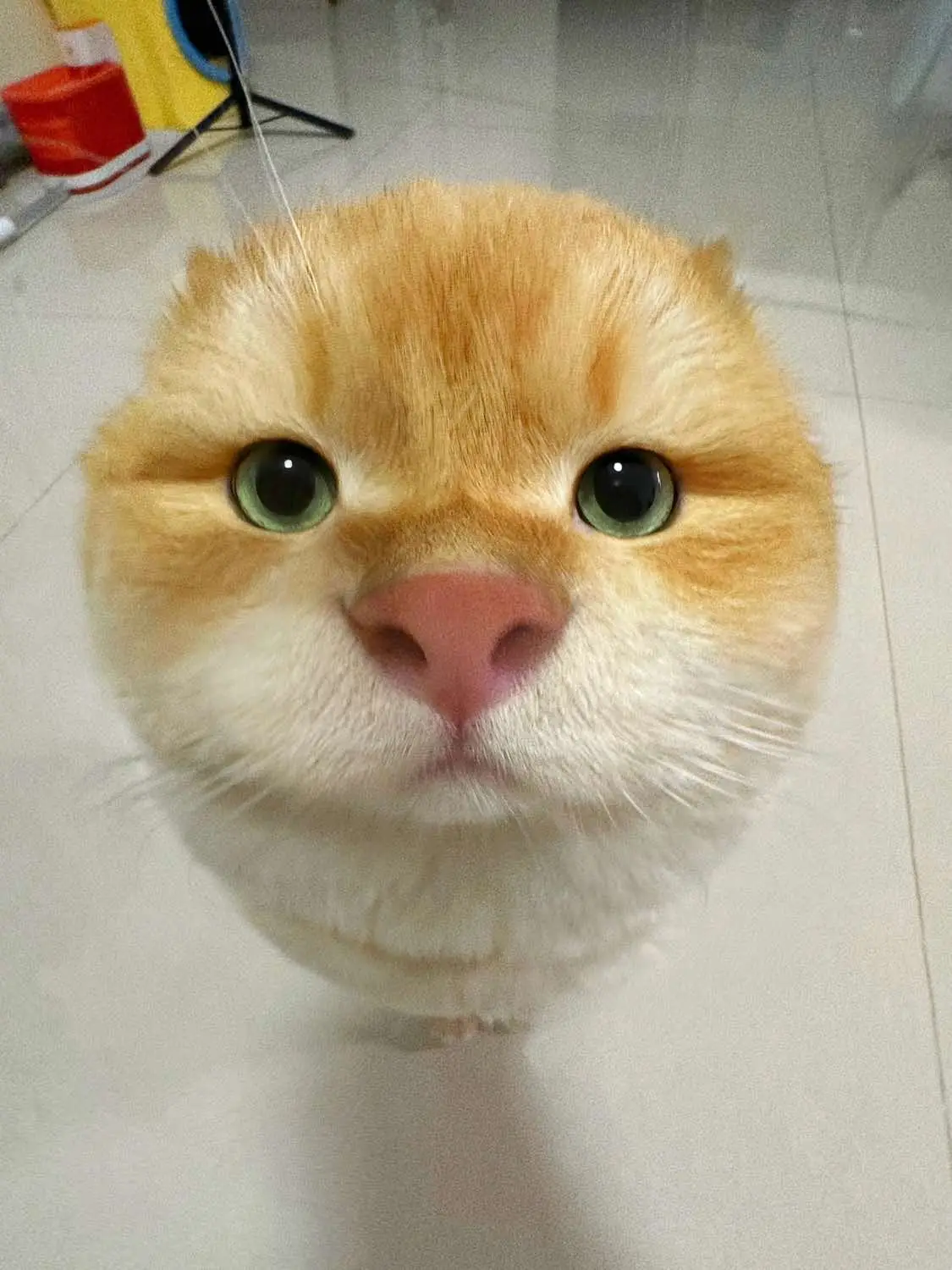 Mèo kia mặt ngố thật duyên, Dễ thương ánh mắt làm xiêu lòng người. 🐱💕