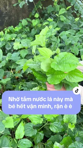 Mẹo dân gian hay để tắm bé, tắm nước lá lốt để bé hết bị vặn mình rặn è è, ngủ ngon ngủ sâu mau lớn nè #bautoi #baut #tiembaut #meodangian #meonuoibe #meohay #bevanminh 