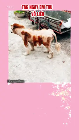 Em Thu đâu em ở đâu#tenthu #hayvuilen 