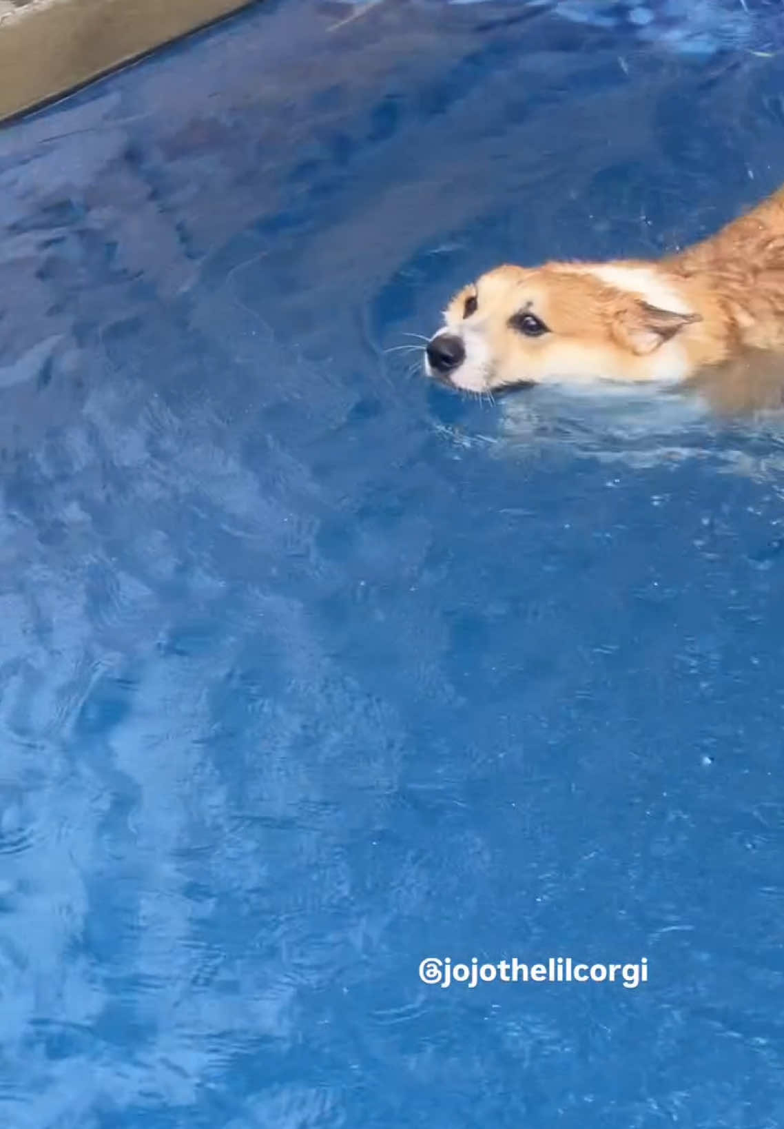 🏊🏻‍♂️ 🏊🏻‍♂️ 🍑 💦  •  #fyp #fypcorgidog #swimmingdog  #jojo4yearsold  #corgiworld  #jojothelilcorgi #corgilife #corgilove #corgistagram #corgiclub #corgination #corgipuppy #corgilover #myfavcorgi #cutecorgi #smartcorgi #smartdog #dog #corgi #corgiindonesia #corgipuppy #corgicommunity #corgibandung #corgibaby #handsomecorgi #corgisofinstagram #corgiworld #dogfluencer #corgiplanet #reels #corgiinaction #dogsoninstagram #dogmemes  