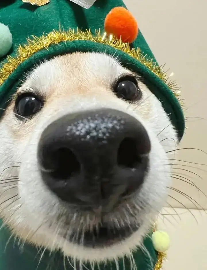 #xuhuongtiktok #xuhuong #avatar #tiktok #dog #christmas 