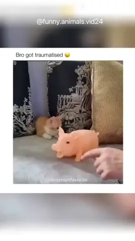 Funny animals #funnyvideo #funnyanimals #cuteanimals #pet #fyp #foryou 