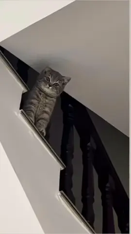 aaahh stututu bruk brum eeee strstssrststsrtt #fyp #cat #cute 
