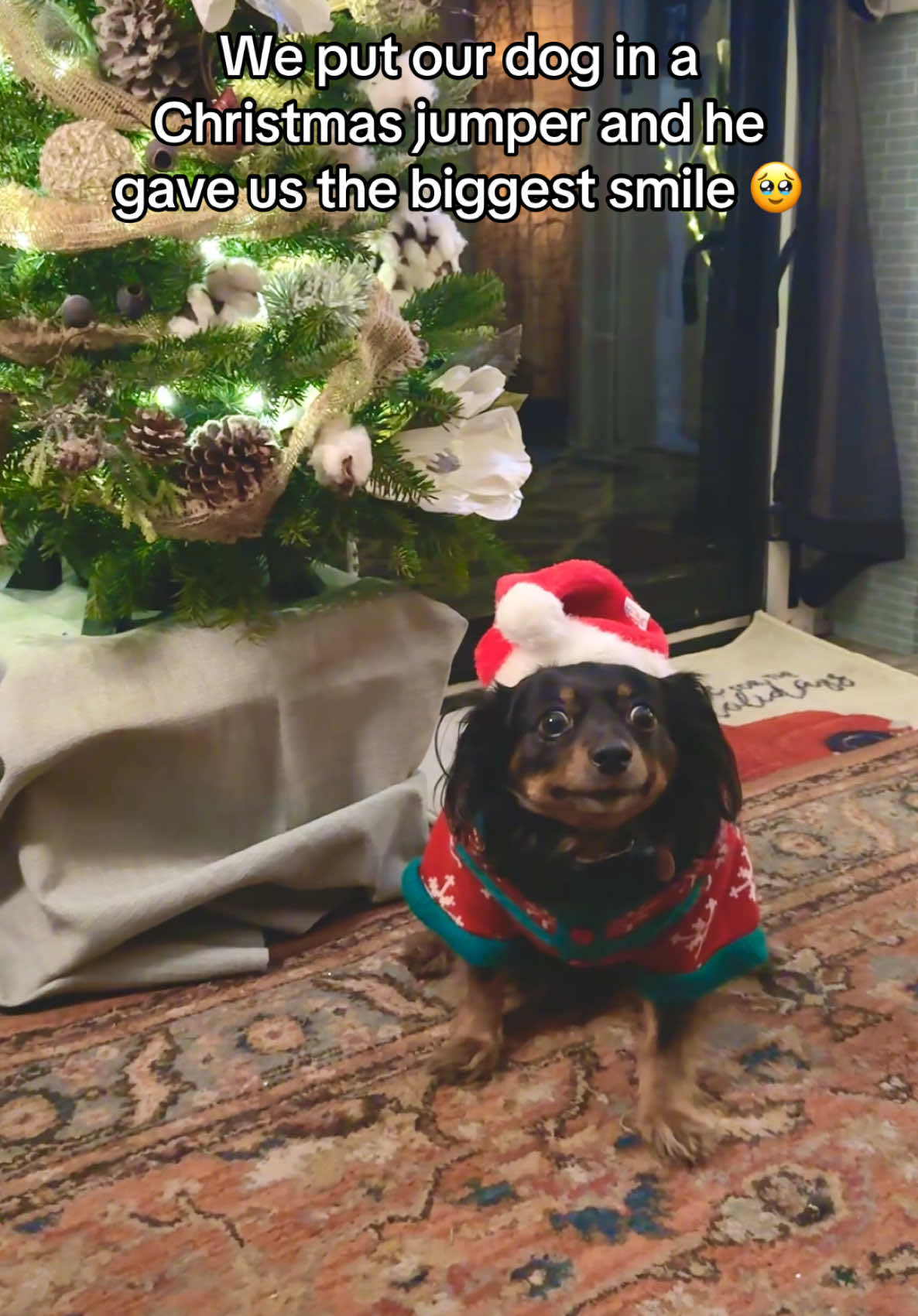 This is so cute! #christmasjumper #dogsoftiktok #dogsoftiktoks  (🎥: The Road Well Traveled via ViralHog)