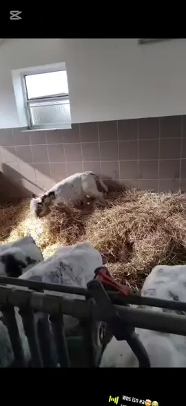 #farmlife🐄🐄 #itsnotajobitsalifestyle #nature #Landleben #landwirtschaft #farming #bauernhaltenzusammen #nofarmersnofood #365days #makemehappy #fyp #fvpシ♡ @Graf Andi @zimme🌾😜🤙 @Lohnunternehmen Stefan Köck @agrar_david🐮🌾 @meisingerederagrar @Baunmescha @agrarbilder_js✔️ @Agrar_Mc @Linja Agrar 🚜🌾🍻 @romla_agrar @neumüller andreas 