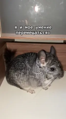 #fyp #рекомендации #chinchillasoftiktok #chinchillalove #шиншилла #fypage 