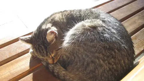 #cat