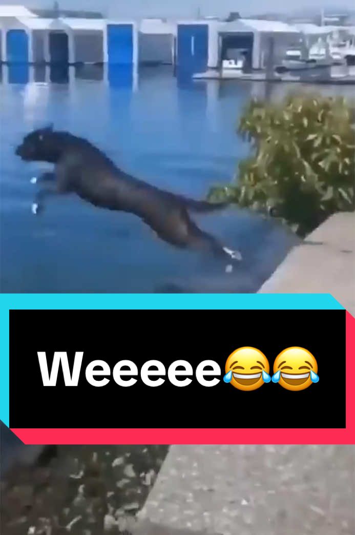 Weeee compilaton 😂💙 #funnyanimals #pets #PetsOfTikTok #fyp #laughter 