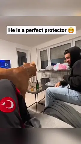 Funny and cute dogs compilation 🤣 🐕 #funnydog #funnypet #cutedog #dogsoftiktok #dog 