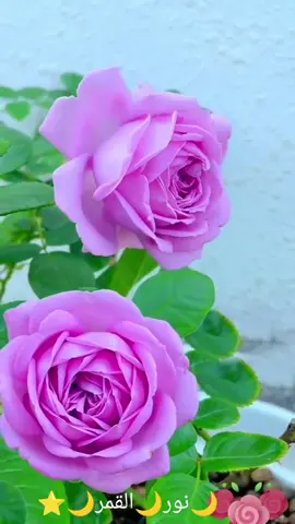 #🌙نور🌙القمر🌙 #مساء_🌙الخير #🌙لكم🌙جميعأ #تصميم_فيديوهات🎶🎤🎬تصميمي🔥 #مجرد__✨️🎶__ذووووووق🎶 #تيك_توك_جدة_الرياض_مكة_المدينة🇸🇦🇸🇦 #اكسبلور #🌙⭐🌙❤️🌹❤️🌙⭐👌👌👌 ###########