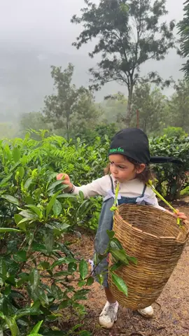 It’s a beautiful day 🍃☕️ #halpetea #halpeteatour #halpeteafactory #ella #srilanka #ceylontea 