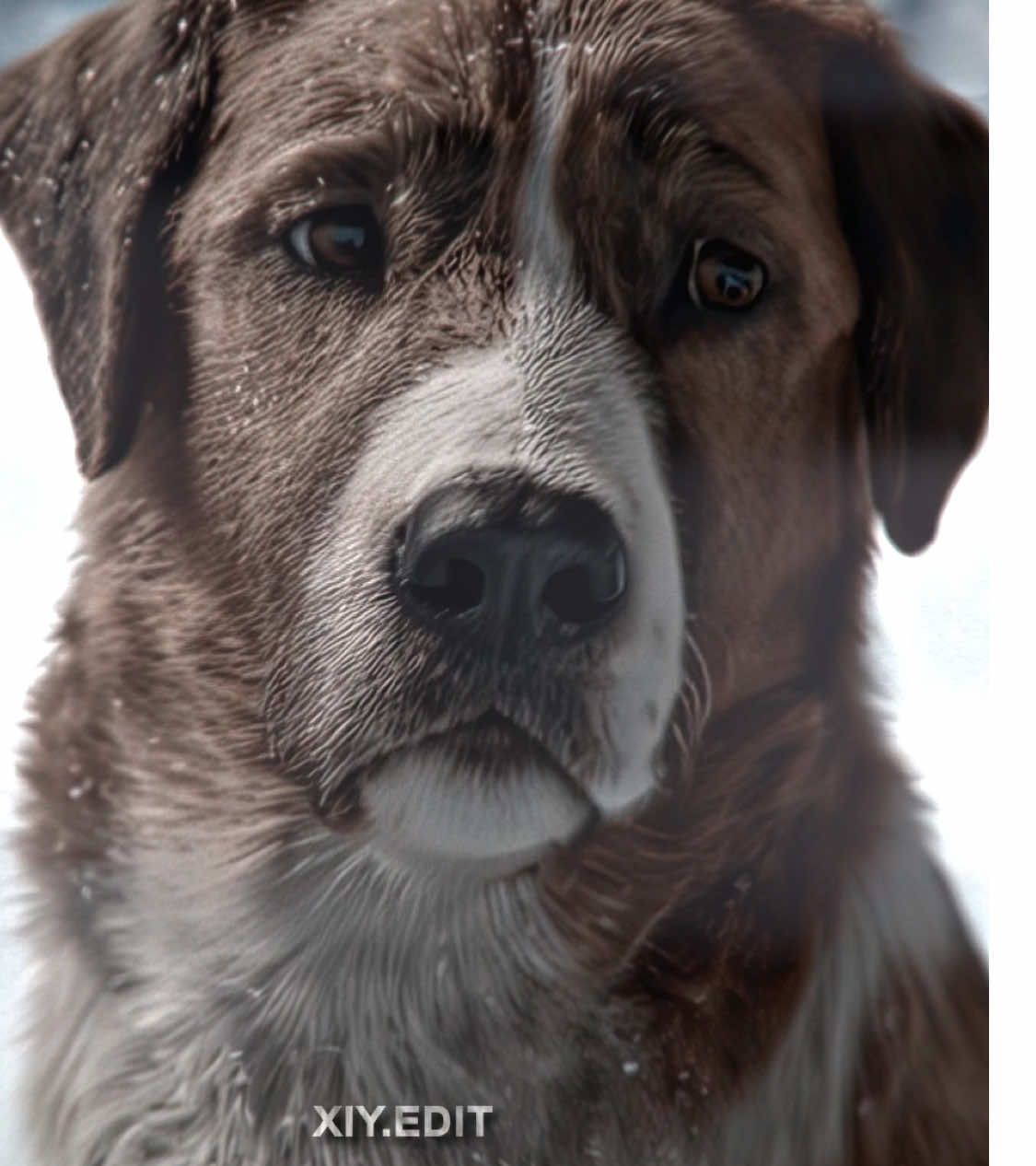 Dogs are the best friends of humans😭😭😭#movie #edit #fyp #dog #thecallofthewild