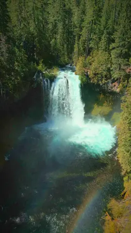 In awe of a magnificent waterfall cascading through the forest, where nature’s power and beauty create an unforgettable scene 🤩 #nature #Outdoors #cinematic #calm #waterfall 