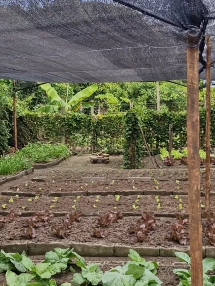colocamos sombrite na parte da frente da horta e começando um novo plantio